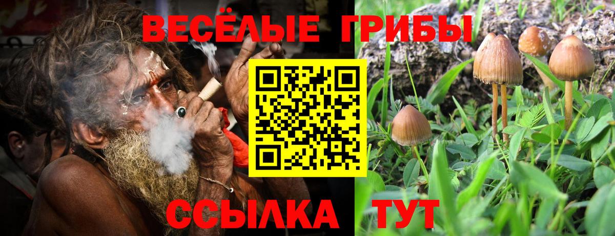 Галлюциногенные грибы Psilocybe Острогожск
